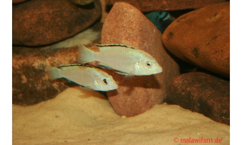 Labidochromis caeruleus